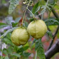 フウセンカズラ,白い花,ムクロジ科,水元公園,チーム水元公園の画像