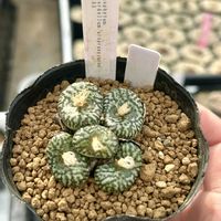 コノフィツム,多肉植物,なべりんぷらんつ,ベランダの画像