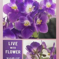 シャリンバイ,セントポーリア,花のある暮らし,新しい仲間,お花大好き♡の画像