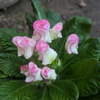 プリムラ マラコイデス,プリムラ マラコイデス,プリムラ ジュリアン ブライダルベル,チーム愛知,Juneの会の画像