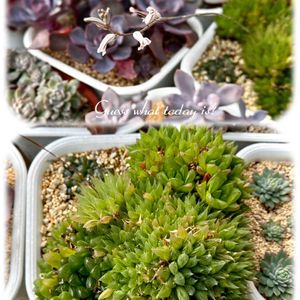 オブツーサ,多肉植物,ハオルチア属,多肉大好き,軟葉系ハオルチアの画像