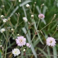 カスミソウ,宿根カスミソウ,花のある暮らし,スマホ撮影,癒やしの画像