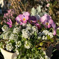 アリッサム,ビオラ,シルバーレース,寄せ植え.,ヒヤシンスのダブルデッカーの画像