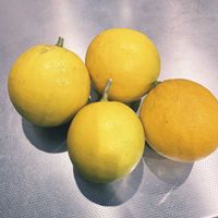 レモン,マイヤーレモン,収穫,野菜と果物の話,キッチンの画像