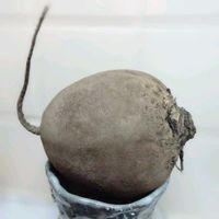 ラディッシュ,ダイコン,ビーツ,テーブルビート,火焔菜の画像