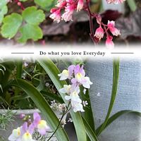 リナリア,ヒューケラ,癒される,可愛らしい,花のある暮らしの画像