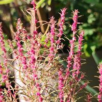 コキア,零れ種のコキア,花壇,マイガーデン,こぼれ種の画像