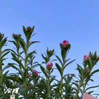 ローズマリー,花かんざし,花のある暮らし,冬の庭,お花を楽しむの画像