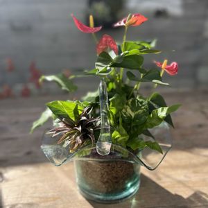 カラテア,コルジリネ,ポトスゴールデン,アスプレニウム エメラルドウェーブ,アンスリウム　アイストの画像