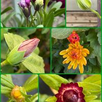 クレマチス,ハイビスカス,ガーデンシクラメン,ヘリクリサム,ストック キスミーの画像