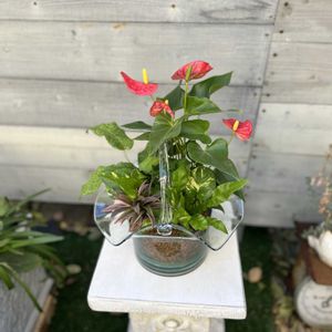 カラテア,コルジリネ,ポトスゴールデン,アスプレニウム エメラルドウェーブ,アンスリウム　アイストの画像