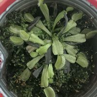 ハエトリグサ,食虫植物,iPhone撮影,リビング・ダイニングの画像