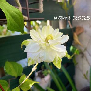 クレマチス,クレマチス春姫,クレマチス 春姫,つる性植物,放置栽培の画像