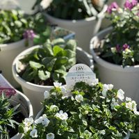 ステラ,ダブルデッカー,PR,PW育てた,PWアンバサダーの画像