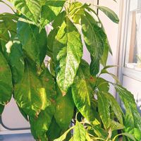 アボカド,ガジュマル,胡蝶蘭,デンドロビューム,アボカド鉢植えの画像