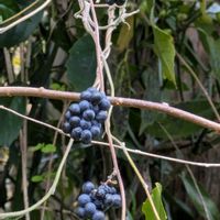 サルトリイバラ,サルトリイバラ,アオツヅラフジ,アオツヅラフジ,サルトリイバラの実の画像