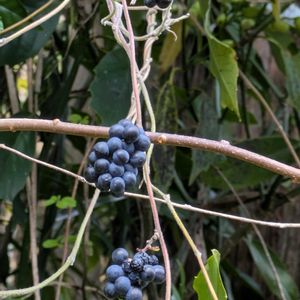 サルトリイバラ,サルトリイバラ,アオツヅラフジ,アオツヅラフジ,サルトリイバラの実の画像