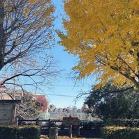 ビデンス,ストック,ペンタス,銀杏,イチョウの画像