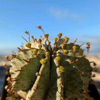 ホリダ,ユーフォルビア属,ユーフォルビア・ホリダ,多肉植物,鉢植えの画像