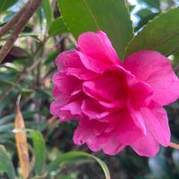 サザンカ,観葉植物,癒し,グリーンのある暮らし,GSのみなさんに感謝♡の画像