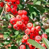 ピラカンサ,赤い実,霧島東神社⛩️の画像