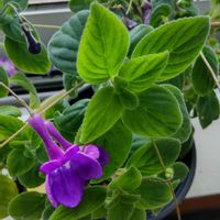 ストレプトカーパスの画像