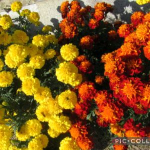 パイナップルリリー,マリーゴールド,ハゼノキ,シダレヤナギ,万博記念公園の画像