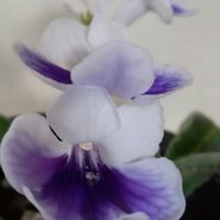 ストレプトカーパス,ストレプトカーパス クリスタルアイス,東北人花の会,チーム魔女っ子,yu ＆ゆうクラブの画像