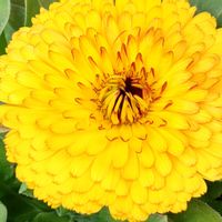 観葉植物,はなはな,花のある暮らし,花の写真,花のある生活の画像