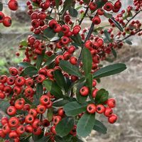 ヒイラギナンテン,ピラカンサ,ヤツデ,ツルウメモドキ,散歩にての画像