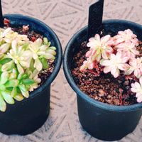 小人の祭り錦,多肉植物,観葉植物,アエオニウム属,多肉植物とサボテンの画像