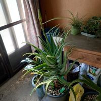 キダチアロエの画像