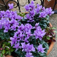 アゲラタム,シクラメン,いつもありがとう♡,お出かけ先にて,素敵な色合いの画像