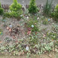 ルドベキア,ゴールドクレスト,ヒューケラ,花壇,庭の画像