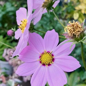 #ガーデニング,ピンクワールドへ ようこそ,エクステリアの画像