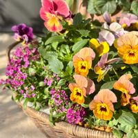 アリッサム,アリッサム,パンジー・ビオラ,ビオラ,再利用の画像