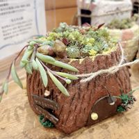 寄せ植え,多肉植物,センペルビブム,リメ鉢,葉挿しっ子の画像