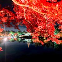 モミジ,ライトアップ,イベント,東京,花のある暮らしの画像