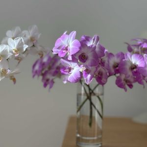 胡蝶蘭,デンファレ,原種胡蝶蘭　養生中の画像