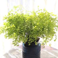 アジアンタム,アジアンタム,観葉植物,窓際の画像