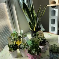 シュガーバイン,シュガーバイン,シュガーバイン,ハオルチア,リラの画像