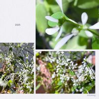 ユーフォルビア・ダイヤモンドフロスト,水耕栽培,白い花,꒰ღ˘◡˘ற꒱かわゅ~,植物中毒の画像