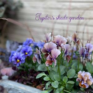 パンジー・ビオラ,江原ビオラヌーヴェルヴァーグ～すみれの革命～,ヌーヴェルヴァーグすみれの革命,ヌーヴェルヴァーグ アクアレール,寄せ植えの画像