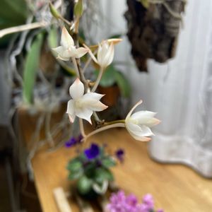 エランギス,エランギス ビロバ,開花,蘭の花,香りの蘭の画像