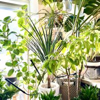 ストレリチア,ドラセナ,モンステラ,ウンベラータ,フィカス　ウンベラータの画像
