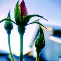 バラ,ランタナ,エリゲロン,サフランライス．,花のある暮らしの画像