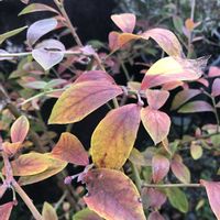 ブルーベリー,紅葉（こうよう）,家庭果樹の画像