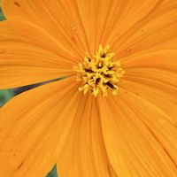 キバナコスモス,キバナコスモス,キバナコスモス,iphone11の画像