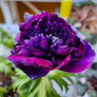 アネモネ,アネモネ,アネモネ オーロラ,アネモネ オーロラ,植え付けの画像