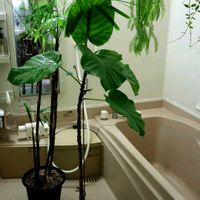 ウンベラータ,シュロチク,ポコの見切り品の画像